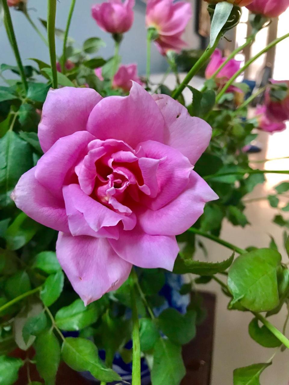 The Rose Home Hanoi Zewnętrze zdjęcie